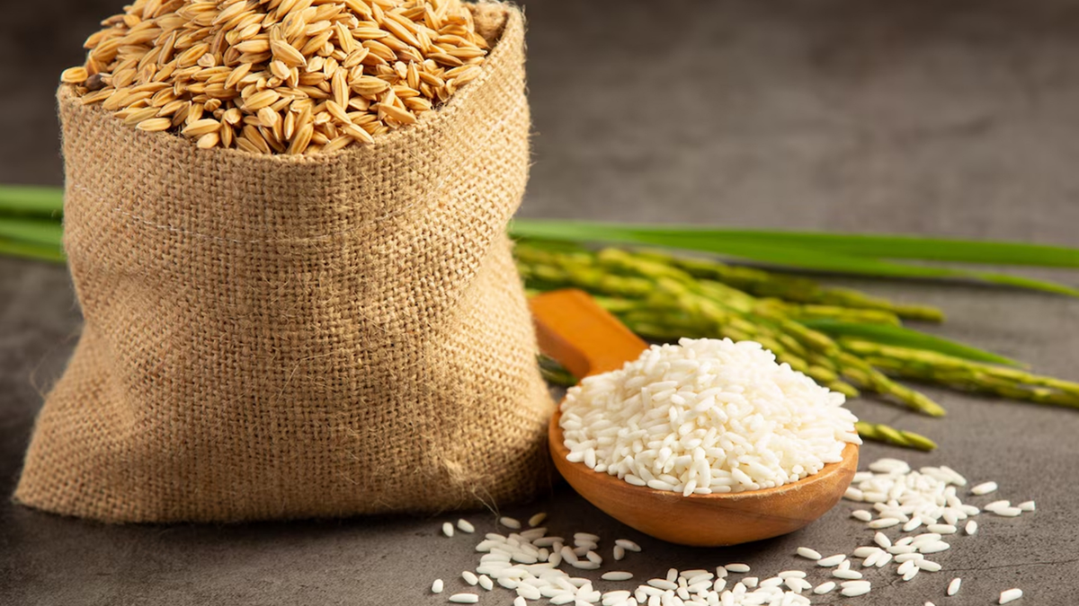 burlap sack of harvested rice grains and bowl of milled white rice