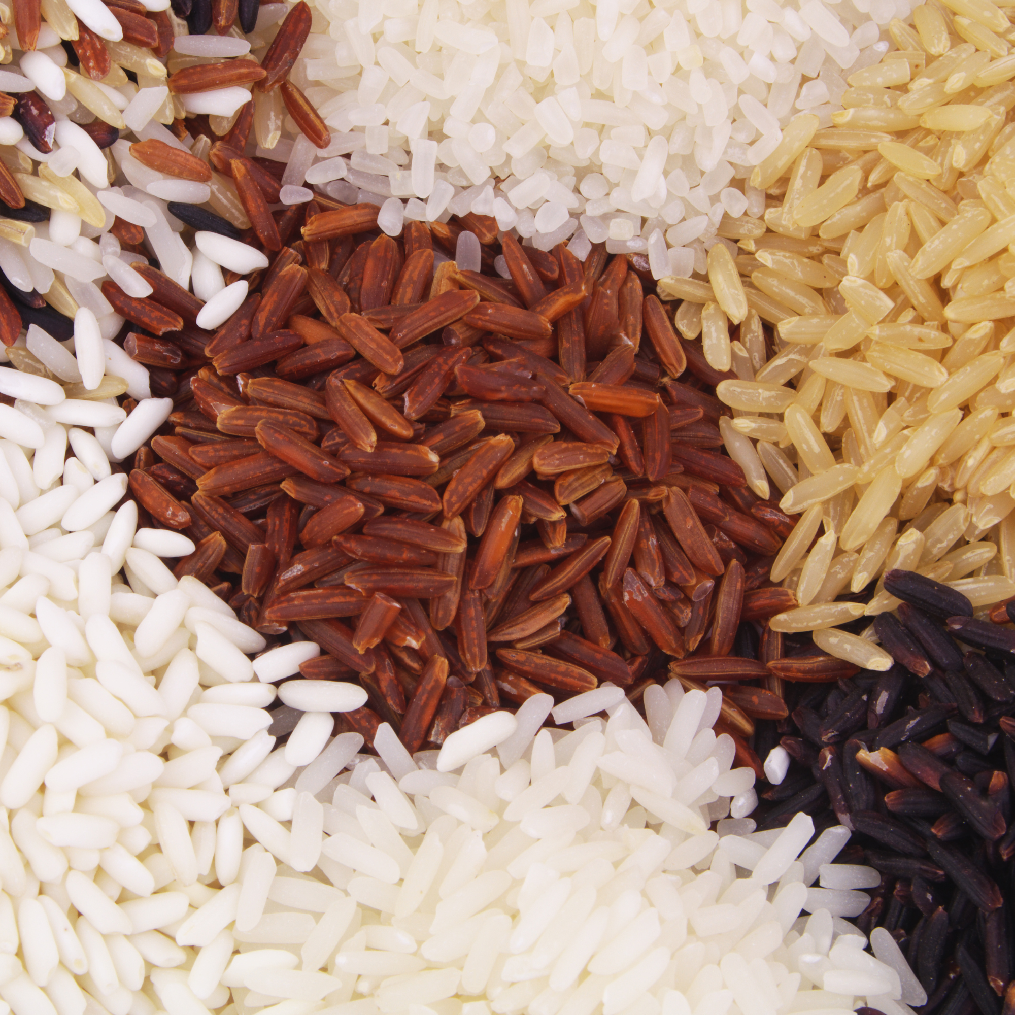 Different amounts of protein in rice varieties